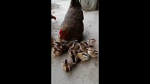 cock farming
