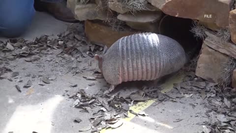 Move over Punxsutawney Phil, Texas has our own animal forecaster... Bee Cave Bob!