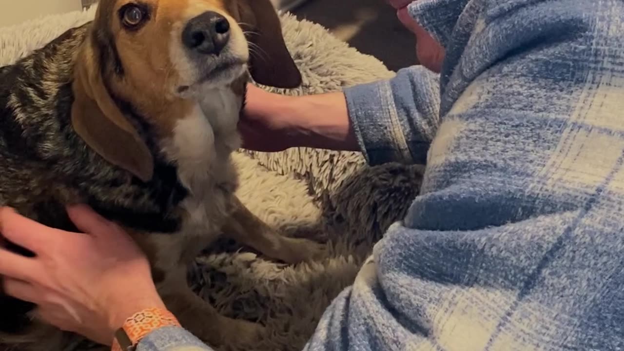 Family Dog Reunited With Human Brother