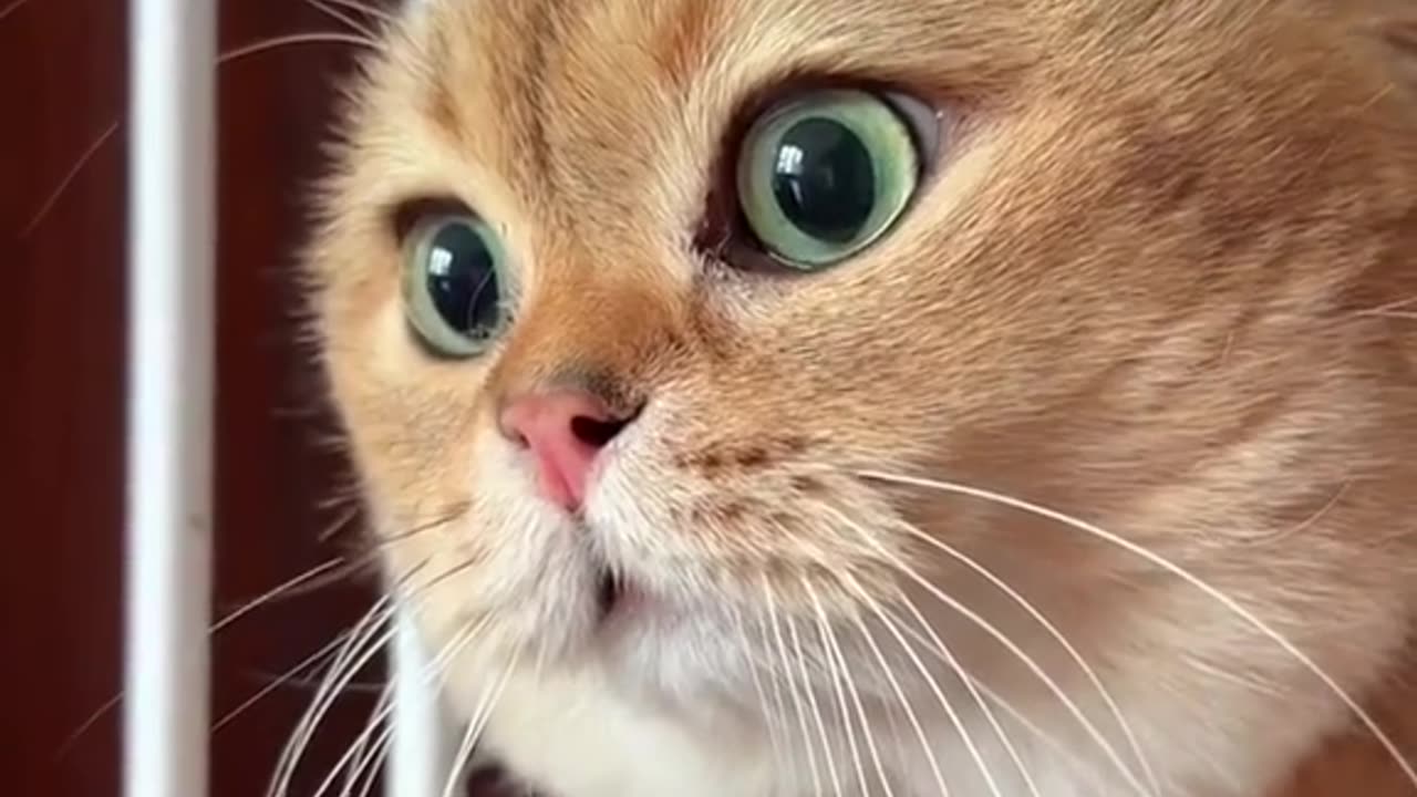 Funny Cat is speaking