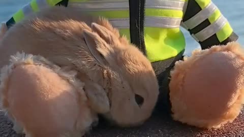 The Cute Bunny: Cocoa, a Sweet Countryside Friend