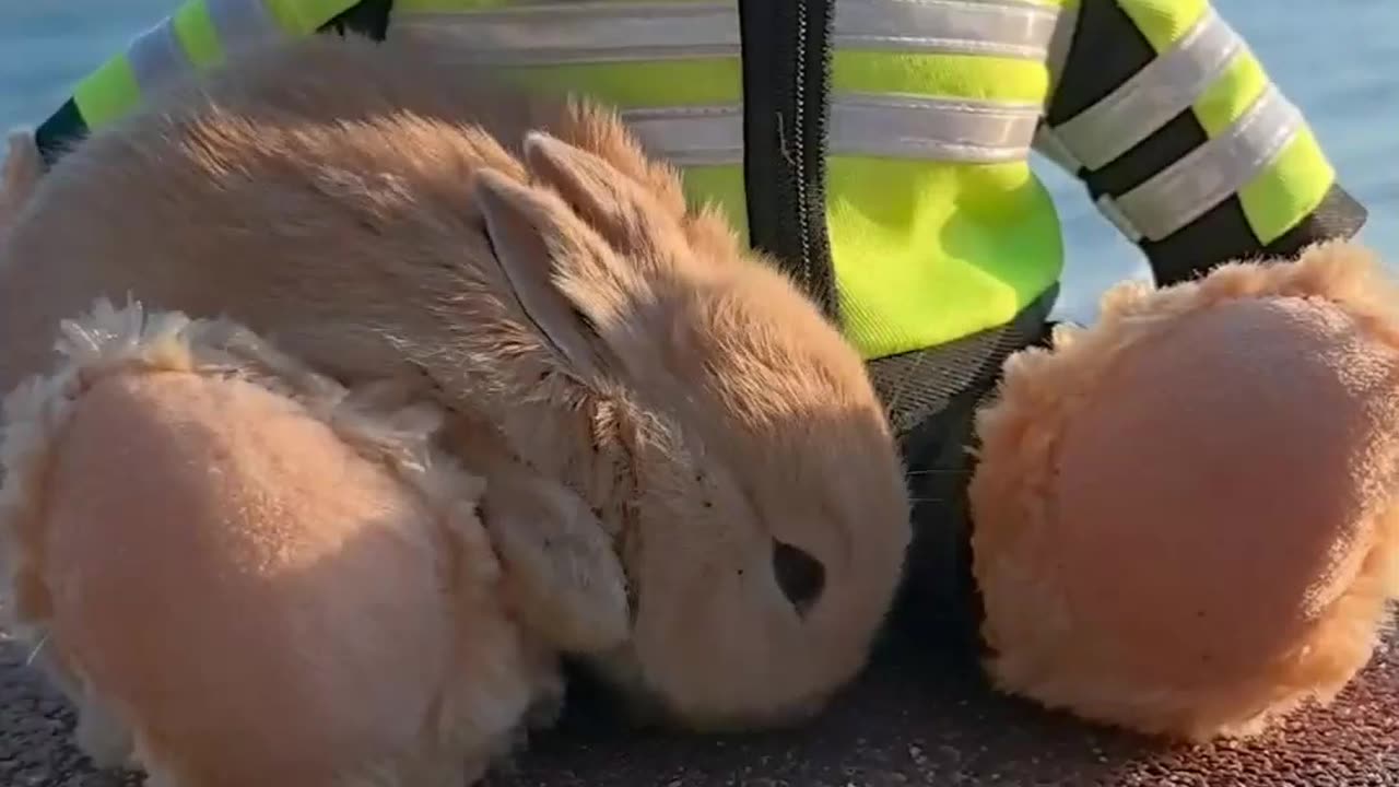 The Cute Bunny: Cocoa, a Sweet Countryside Friend