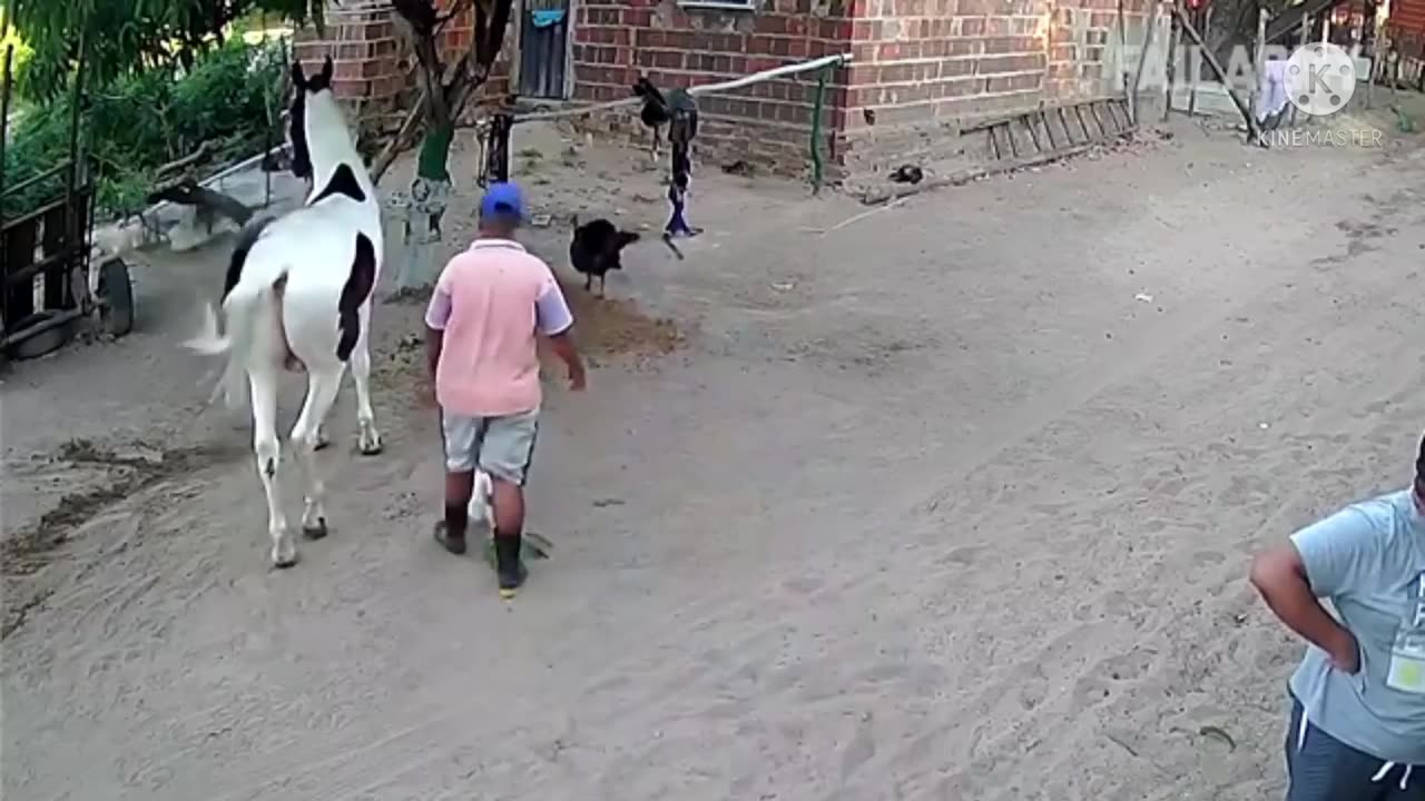 Funny animals video