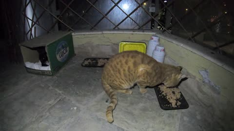 Homeless cat in Ras Al Khaimah UAE: JANET JACKSON & CHRIS MARTIN & RIHANNA #cat #cats #pet #pets #4u