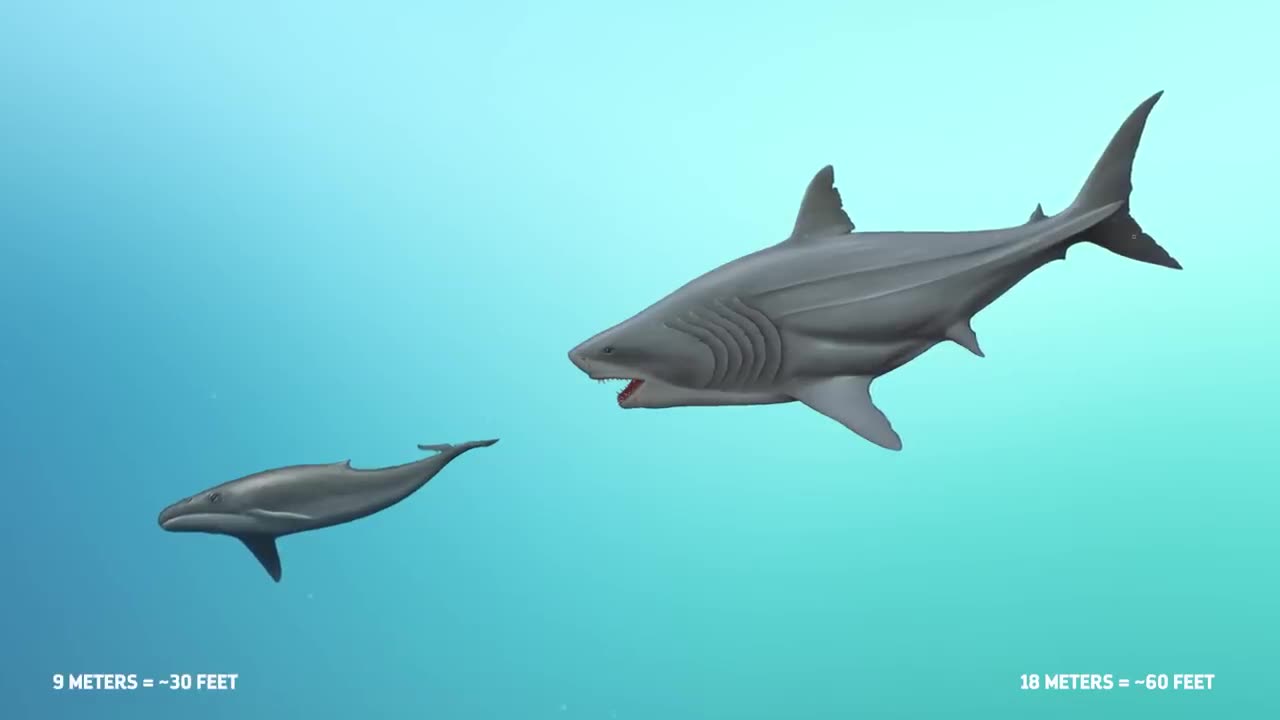 Why Megalodon (Definitely) Went Extinct