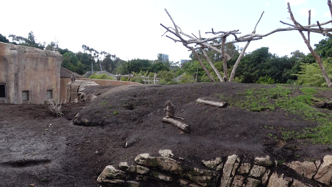 Baboons at the San Diego Zoo