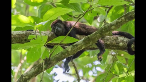 Howler Monkeys in the Jungle | 8 Hours of Jungle Sounds for Sleep, Relaxation and Meditation