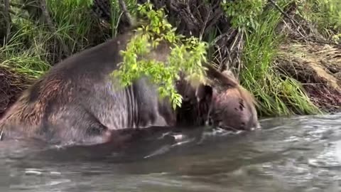 Hungry Bear hunting fish