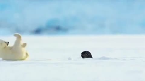 Polar bear cub making snowballs gets startled by seal..🐻‍❄️🦭😍