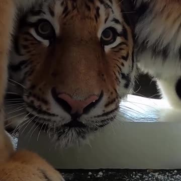 Couple of tigers enjoying some ice cream