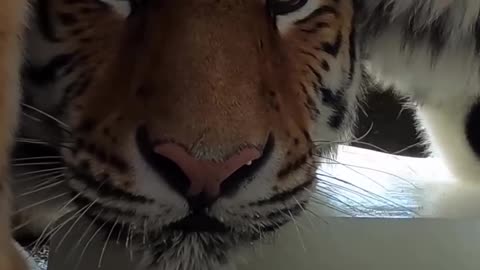 Couple of tigers enjoying some ice cream