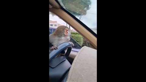 IRAN'S Wildest Moment: A Monkey Steals a Car and Gets Drunk!"