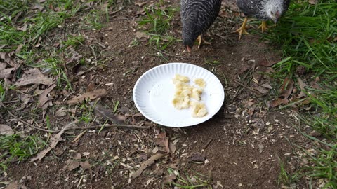 Pullets try some nanner (banana) but aren't too sure about it.