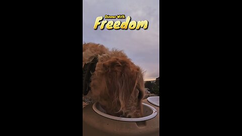 #Labradoodle Dinner Time with Freedom at Sundown