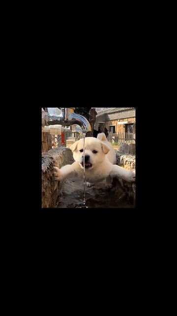 Clever little woofi!!!