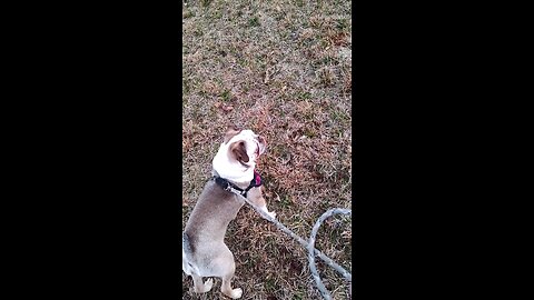 Petie barking at deer