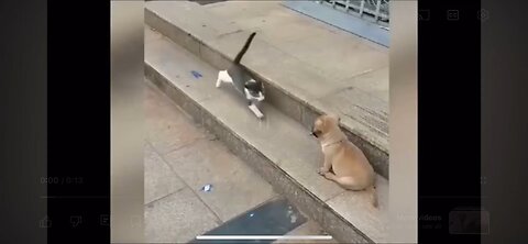 Funny cat and dog video