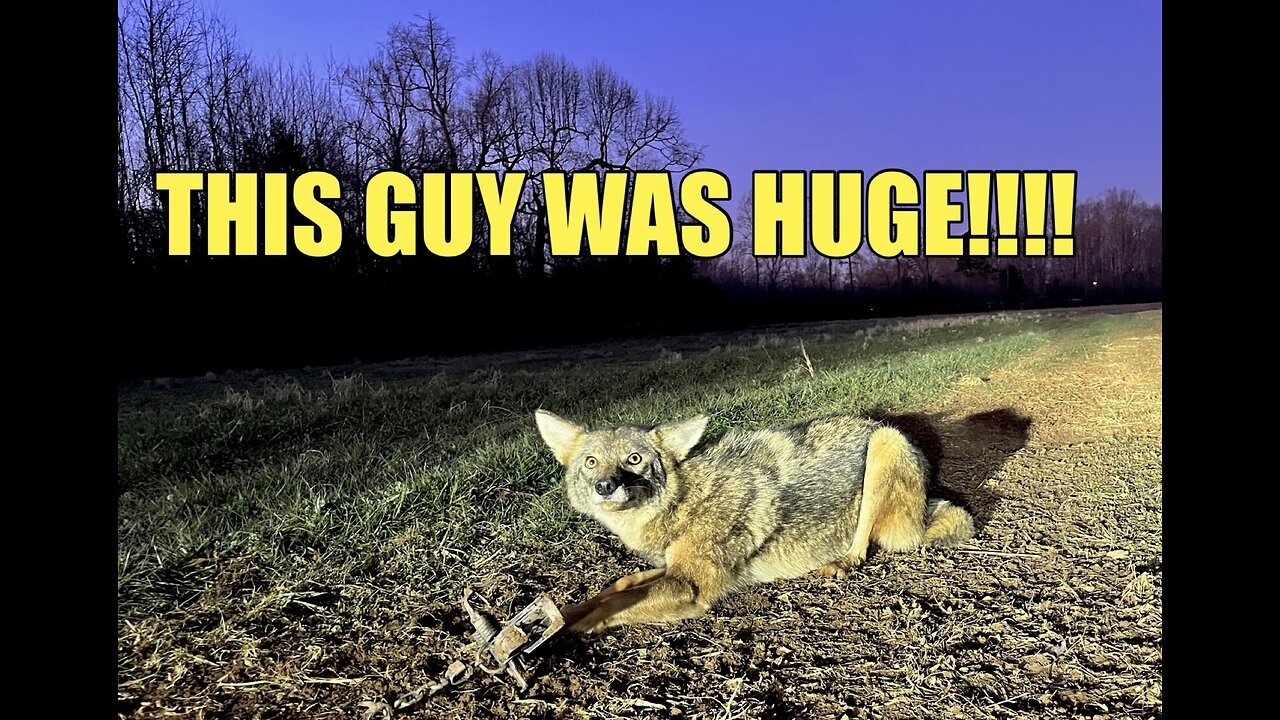 TRAPPING COYOTE IN A COW PASTURE!!!