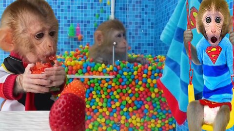 Bon Bon baby monkey kiki enjoys a bath full of m&m's and eats watermelon with duckling in the garden