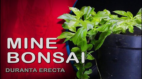 Mini Bonsai - Duranta erecta: Bonsai SP