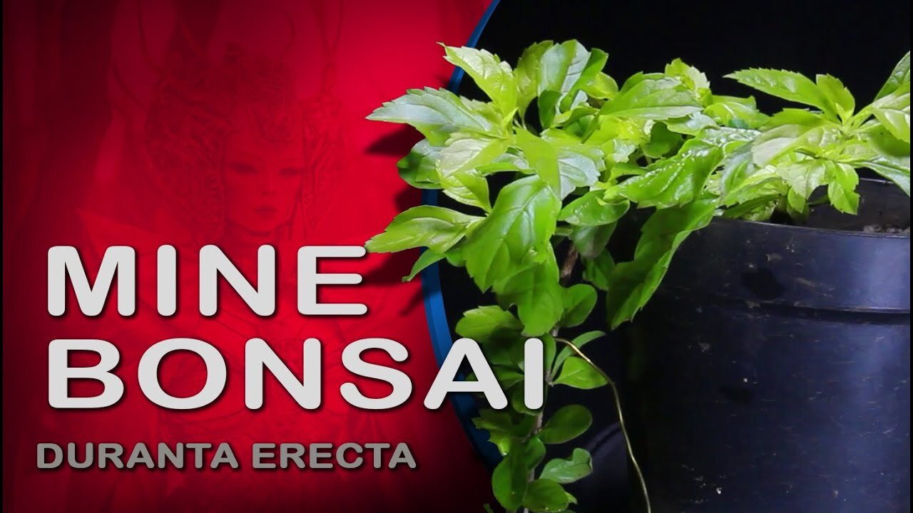 Mini Bonsai - Duranta erecta: Bonsai SP