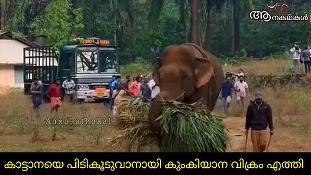 ആനയെ പിടികൂടുവാനുള്ള ഒരുക്കുങ്ങൾ തുടങ്ങി _ Wild elephant captured in kerala _ Elephant attack kerala