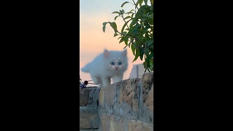 cute cat