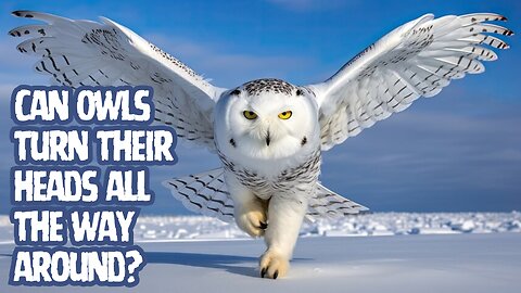 Can Owls Turn Their Heads All the Way Around? 🦉