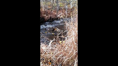 Creek near Nancy Lake