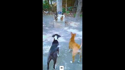 Funny Animal video