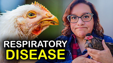 Dealing with Respiratory Disease in Chickens