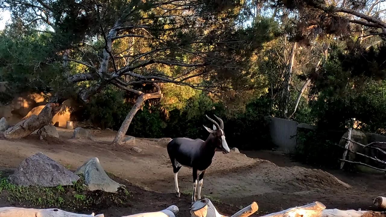 Bontebok at the San Diego Zoo