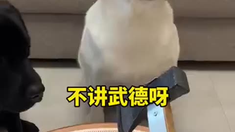 Funny animals
