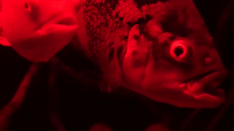 4500 Gallon Xingu River Aquarium After Dark