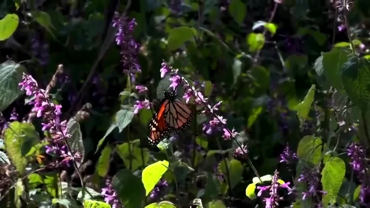 US butterfly population dropped 22% in 20 years, study shows