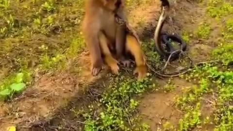 Monkey vs Cobra - Funny Video