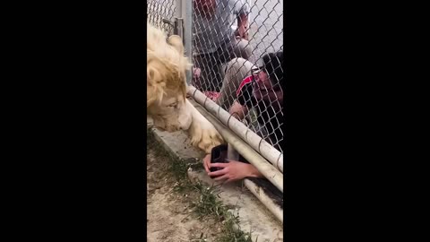celebrity lion