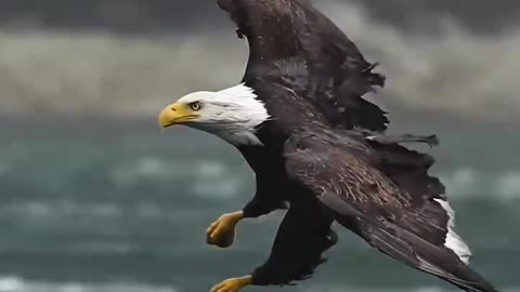 Eagle flys full speed through rain storm...