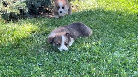 Puppy