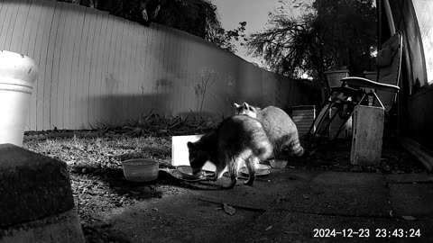 Raccoons 03