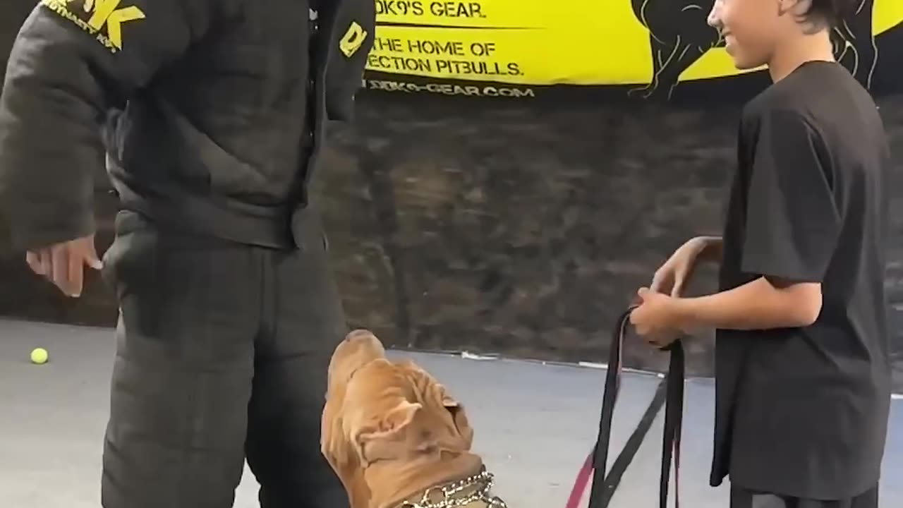 This dog recognized trouble and reacted accordingly! Incredible speed! #shorts #dog #dogtraining