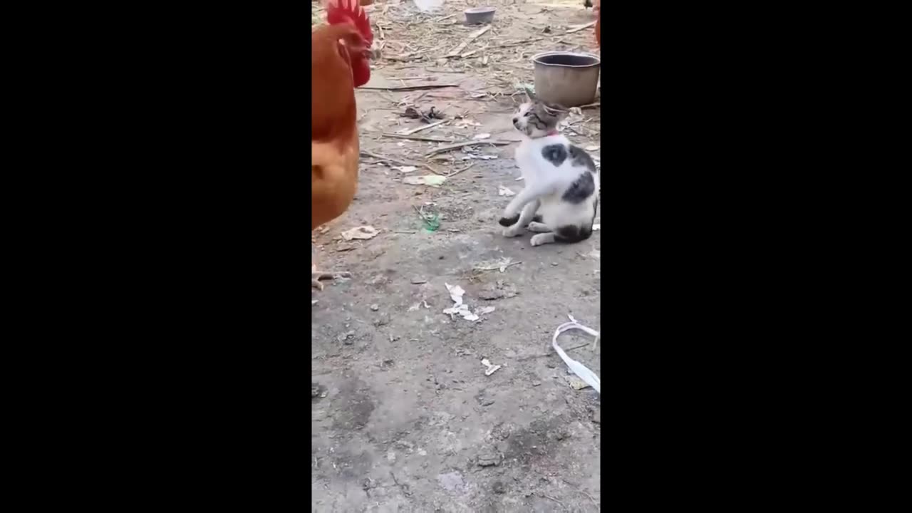 Funny cats & dogs