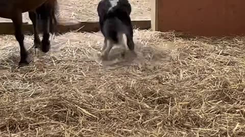 Watch this crazy horse fun