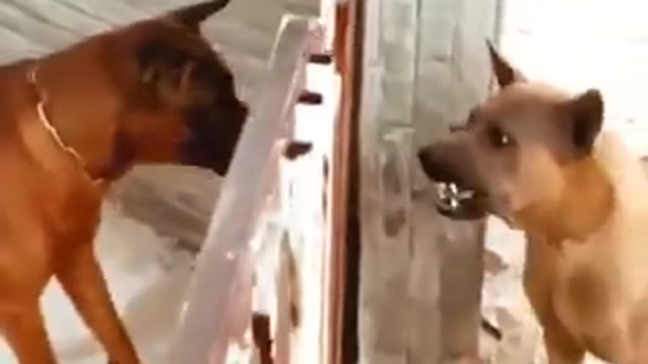This sums up the internet | funny video | crazy clips | crazy videos