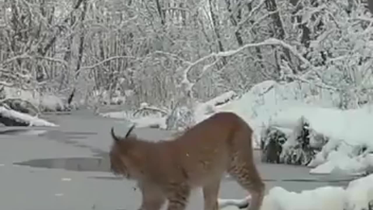 The way this lynx decides to jump across once it hears the ice cracking..