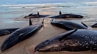 Dozens of endangered false killer whales wash up on Tasmania beach