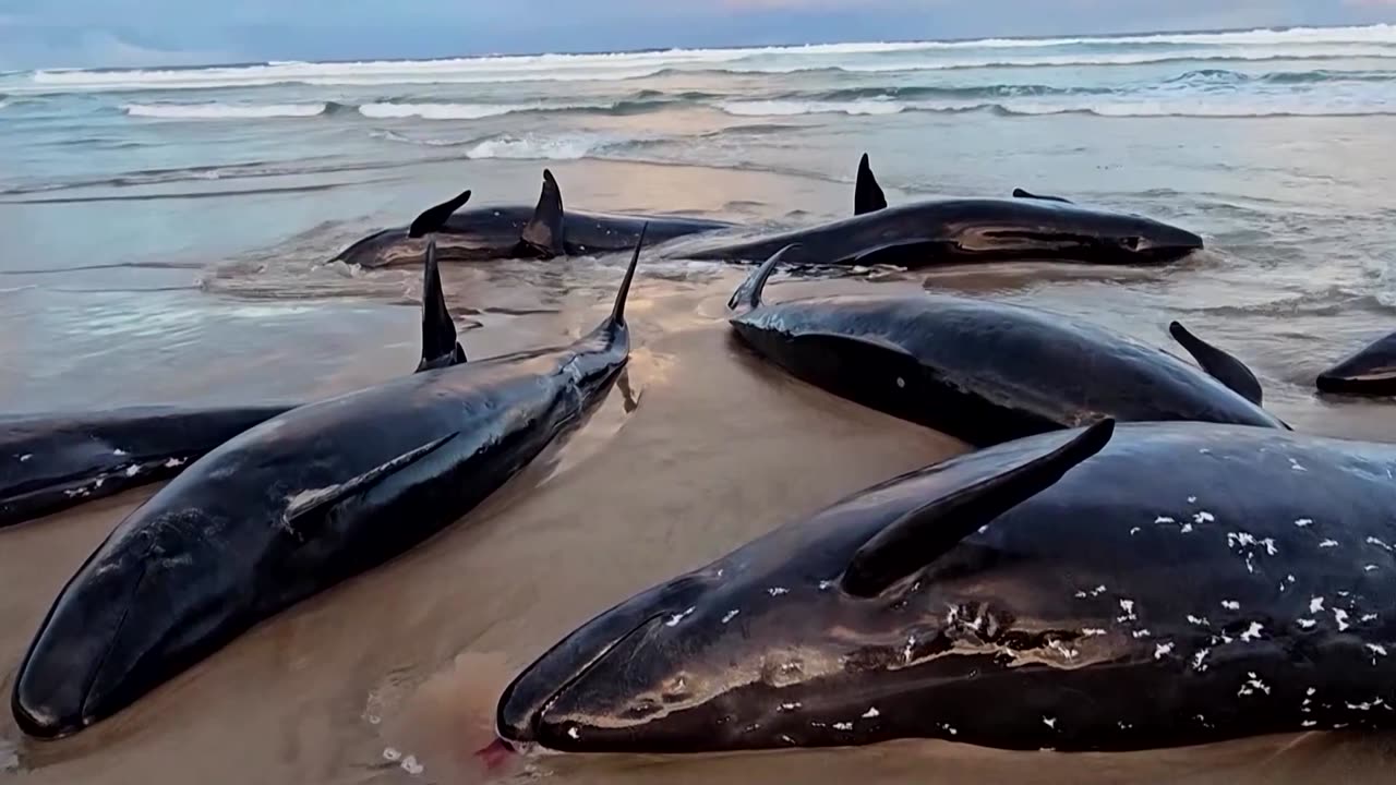 Dozens of endangered false killer whales wash up on Tasmania beach