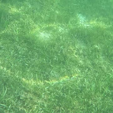 Snorkeling Through Serenity