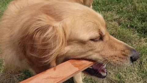 golden-retriever-meets-golden-doodle-puppy