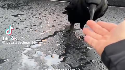 Clever Crow